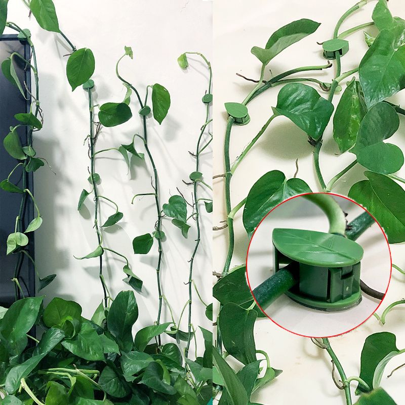 Vine Climbing Plastic - 10/30/50 szt. Klipsy do mocowania roślin